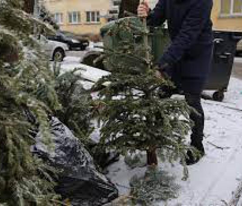 Eglučių surinkimo vietos Klaipėdoje